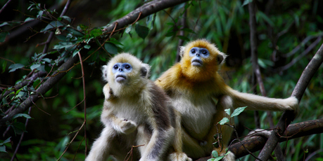 Golden snub-nosed monkeys cuddle to stay calm, New Zealand research is showing. Photo / Thinkstock