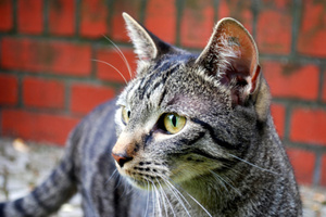 Masterton District councillors will approach the SPCA with the plan to trap and re-home the cats or have them put down. Photo / AP
