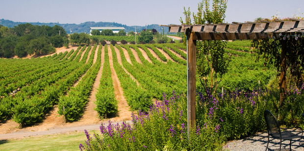Californian vineyard. Photo / Thinkstock