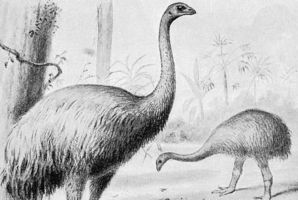 An artist's impression of Giant Moa. Credit / Wikimedia Commons