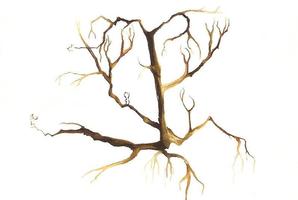 Album cover for Coach album Family Tree. Photo / Supplied