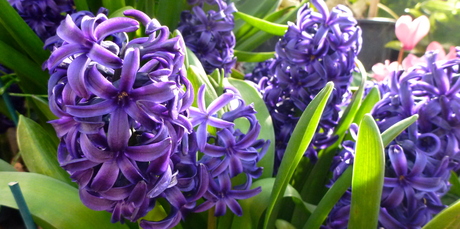 Hyacinths in bloom at the Wintergardens in Auckland Domain. Photo / Meg Liptrot