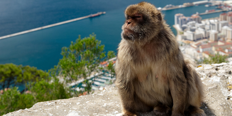 The survival of the Barbary macaques on Gibraltar is largely due to the presence of the British. Photo / Thinkstock