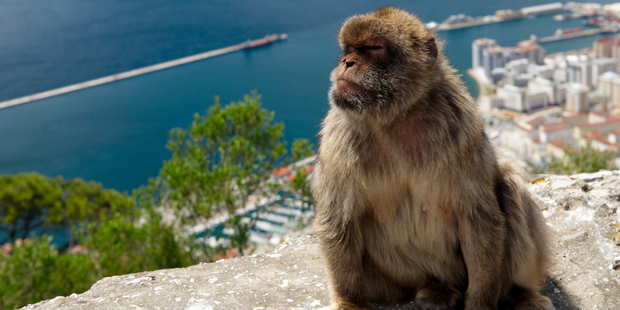 The survival of the Barbary macaques on Gibraltar is largely due to the presence of the British. Photo / Thinkstock