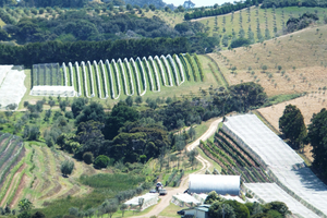 Saratoga Estate Vineyard has some 25,000 vines planted producing both white and red grape varieties