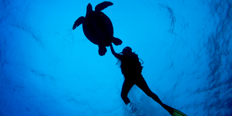 A green turtle comes along for a swim at Arutanga Passage off Aitutaki in the Cook Islands. Photo / Richard Robinson