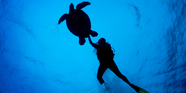 A green turtle comes along for a swim at Arutanga Passage off Aitutaki in the Cook Islands. Photo / Richard Robinson