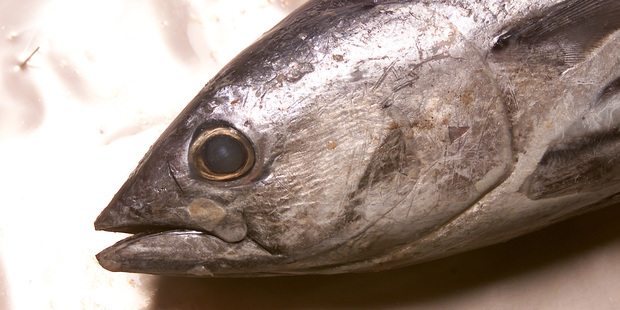 NZ fishing company Sanford has been charged with a variety of offences relating to its skipjack tuna fishing in the South Pacific. Photo / Glenn Jeffrey