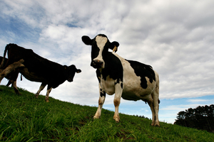 While the case continued, Shanghai Pengxin was busy investing $194 million in 40 pilot dairy farms in Anhui province. Photo / Brett Phibbs