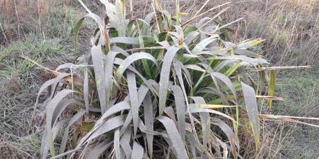 Ash on a plant near the latest eruption of Mt Tongariro. Photo / Alan Gibson