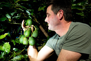 Avocado trees are good croppers and landscapers. Photo / Dean Purcell