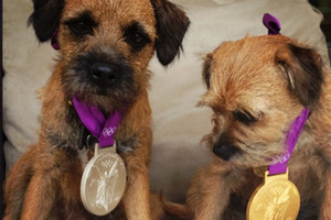 Rusty (left) and Maggie May (right) don Andy Murray's two Olympic medals. Photo / Twitter