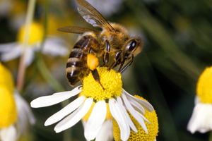 Honey exports are valued at around $101 million. Photo / Thinkstock
