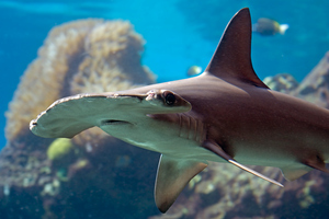 Hammerhead shark pups held in a shallow clear seawater pond at the Hawaii Institute of Marine Biology darkened after several weeks. Photo / Thinkstock