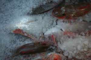 These gurnard and snapper will be in top condition when kept in a slurry.
