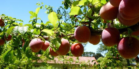 Fruit trees will have a higher yield when there are others nearby. Photo / Meg Liptrot