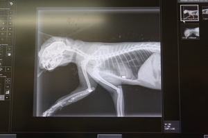 An x-ray shows the arrow fired into a cat's head near the Massey Archery Club. The silver tabby was also shot three times with an airgun. Photo / Supplied.