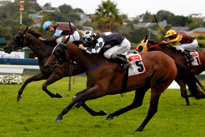Auckland Cup winner Shez Sinsational (No 5) resumes for the season in the Foxbridge Plate on Saturday. Photo / Natalie Slade
