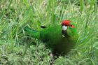 The kakariki population has increased. Photo / File / Jim Eagles The kakariki population has increased. Photo / File / Jim Eagles