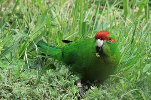 The kakariki population has increased. Photo / File / Jim Eagles