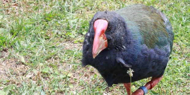 Greg the takahe had no fear of people and has been called an unrivalled advocate for policies of conservation. Photo / Jim Eagles