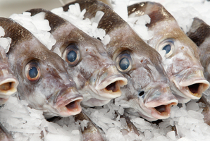 Between 2001 and 2011 there were 33 deaths in the commercial fishing sector. Photo / Brett Phibbs