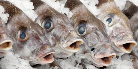 Tarakihi displayed for sale at the Auckland Fish Market. Photo / Brett Phibbs