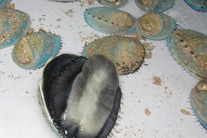 Two men have been charged with over-catching paua. Photo / File