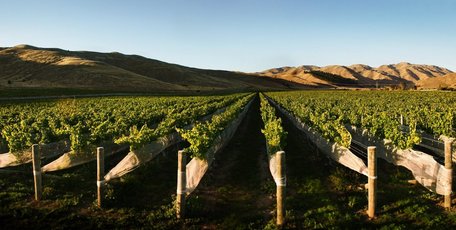 American billionaire vineyard owner Bill Foley gained approval at a special shareholders' meeting in Blenheim to merge Foley Family Wines NZ with the New Zealand Wine Company. Photo / Supplied