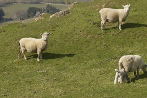 A 17-year-old shepherd at Landcorp's Paeroa Station spotted the animals, and watched as his dog was electrocuted in the paddock. Photo / Hawke's Bay Today