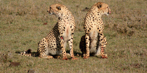 Cheetahs in the Masai Mara reserve. Photo / Carla Hansen