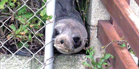 Fur seal pup dubbed Sammy talking time out from the heavy seas.