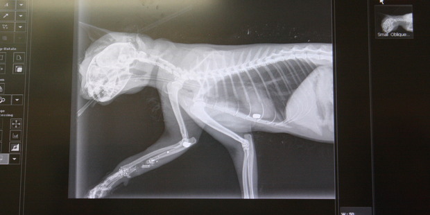 SPCA Auckland chief executive Christine Kalin described the case as on the "upper end of severity". Photo / Supplied