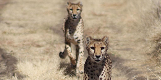 Cheetahs trying to overtake. Photo / Celia Driver