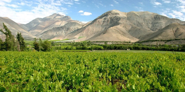 Vineyards in Chile are starting to churn out great sauvignons that may have Kiwi growers grappling for top spot in the world wine industry. Photo / Thinkstock