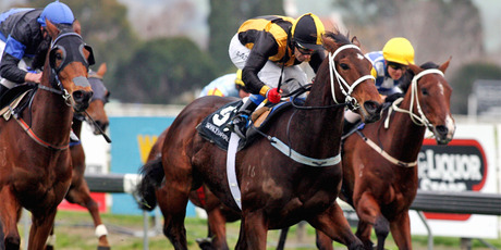 Fritzy Boy (yellow and black colours) has a great record on wet tracks and over 1200m. He looks a safe each-way bet for the Foxbridge Plate.Picture / APN