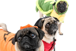 Our obsession with dogs has reached an all time high.
Photo / Thinkstock