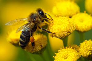 New Zealand bees were doing better than in many other countries. Photo / Thinkstock