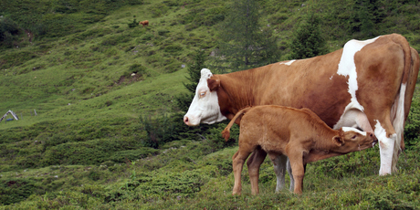 Spring brings new life - from animals to green gardens. Photo / Thinkstock