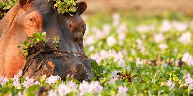 A hippopotamus wallows in the Zambezi River as it flows through Zimbabwe's Mana Pools National Park. Photo / Thinkstock