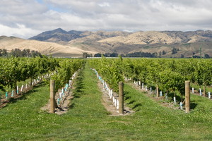 File photo / NZ Herald