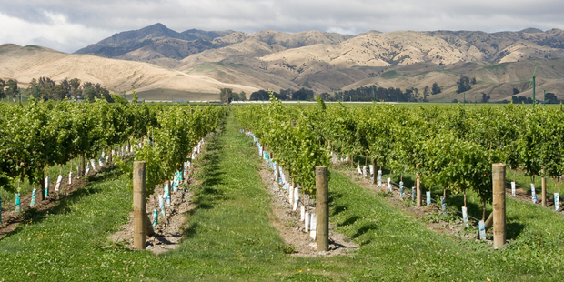 Marlborough vineyards were responsible for 76 per cent of New Zealand's total wine vintage in 2011. Photo / Thinkstock