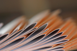 Photo / Thinkstock