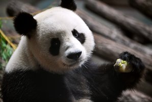 A Chinese panda sucks a honey and apple ice cream in his enclosure at Beauval zoo in Saint-Aignan central-western France. Photo /AFP