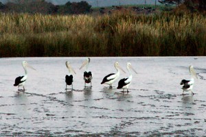 The sight of pelicans on the river near Dargaville is delighting locals. Photo / Silvia Juretich