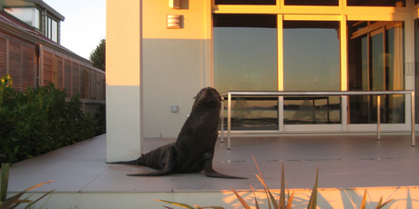 Gerald McDonnell snapped this photo of his early morning visitor resting on his patio. Photo / Supplied