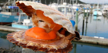 Whitianga Scallop Festival is the best place to get your fill of this much-loved shellfish. Photo / Supplied