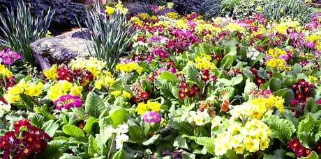 A carpet of spectacular multicoloured polyanthus adds brightness and appeal. Photo / Rotorua Daily Post