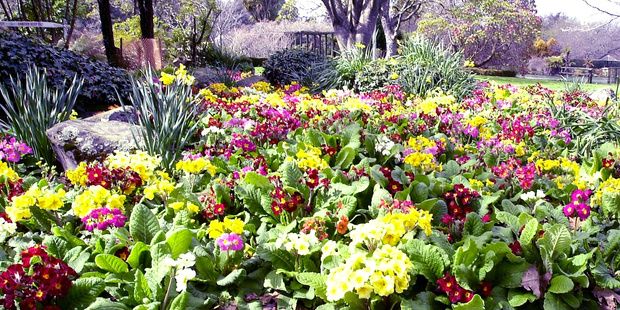 A carpet of spectacular multicoloured polyanthus adds brightness and appeal. Photo / Rotorua Daily Post