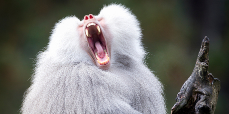 A baboon at Auckland Zoo. Photo / Richard Robinson